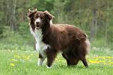 BORDER COLLIE 1015